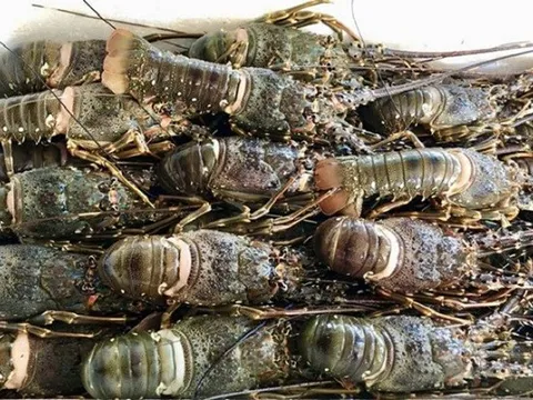 Trung Quốc mê không lối thoát một 'sản vật dưới nước' của Việt Nam: 10 tháng thu hơn 700 triệu USD, mặt hàng chủ lực là gì?