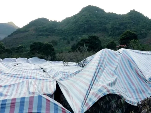 Nông dân Sơn La tức tốc phủ bạt, hun khói cứu kho 'vàng đen' giữa đêm