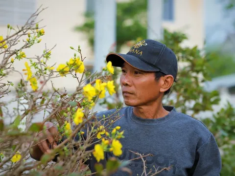 Thủ phủ mai vàng miền Trung thất thu nặng sau thiên tai kép