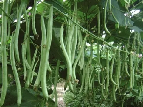 Rau 'mảnh mai' nhưng lợi ích khổng lồ: Giá dễ tiếp cận, xuất hiện khắp các chợ Việt