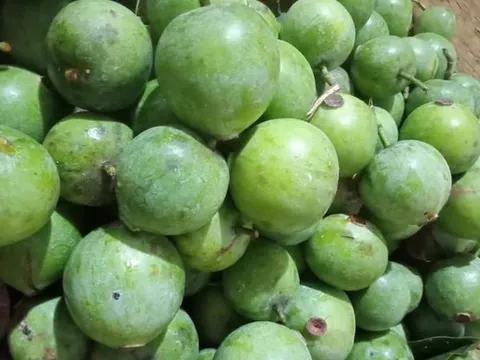 Loại quả xưa chín rụng đầy gốc chẳng ai hái vì chua, nay thành đặc sản 'cháy hàng', hết mùa muốn mua cũng không có