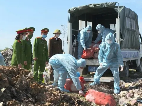 N.V.H mua hơn 500kg lợn nhiễm dịch tả châu Phi cất ở nhà để mổ bán dần