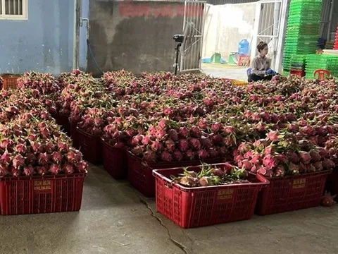 Người trồng thanh long thêm hào hứng