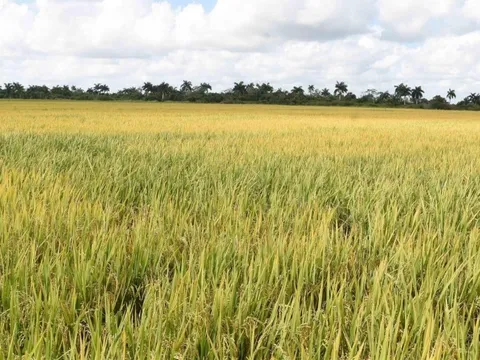 Như phép màu, cánh đồng Cuba nở rộ ‘hạt vàng’ của Việt Nam, năng suất đã tăng 350% và tiến tới diện tích trồng lên tới 5.000ha