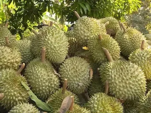 Xuất khẩu sầu riêng tăng 200% trong một tháng