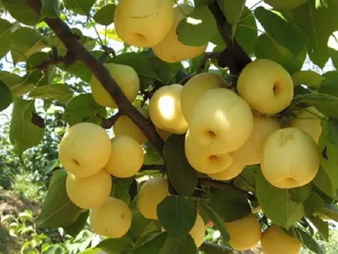 Bất ngờ loại quả bạt ngàn ở Việt Nam lại được xếp vào nhóm 'tốt nhất thế giới', mùa rộ chỉ từ 20.000 đồng/kg nhưng rất bổ