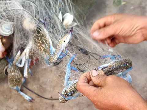 'Vàng dưới nước' của Việt Nam bơi sang Mỹ - EU thành đặc sản cháy hàng: Thu 71 triệu USD trong 10 tháng, Anh - Nhật cũng chốt đơn liên tục