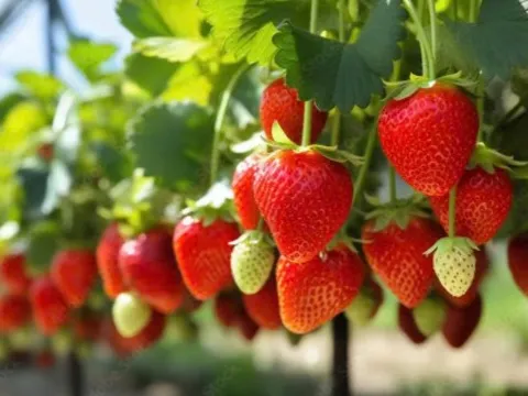 Muốn vào Nhật, nông sản Việt phải vượt qua rào cản công nghệ