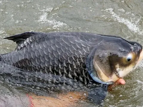Nuôi loài cá khổng lồ mệnh danh 'vua cá nước ngọt' giá tới 500.000 đồng/kg: Nông dân lãi đậm, thương lái săn mua