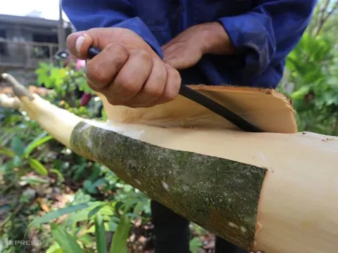 'Vàng xanh' Việt Nam xuất hàng trăm triệu USD đứng số 1 thế giới, nhưng sản xuất vẫn manh mún và phải nhập hàng nghìn tấn từ Indonesia