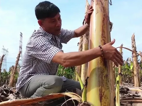 Ít ai ngờ thân cây bị vứt bỏ sau thu hoạch lại kiếm hơn nửa tỷ/tháng cho nông dân Đồng Nai