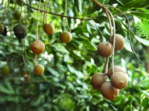 'Hoàng hậu của các loại hạt' đặc sản sang chảnh, đắt đỏ bậc nhất thế giới: Việt Nam lại trồng nhiều, giá tới 300.000 đồng/kg