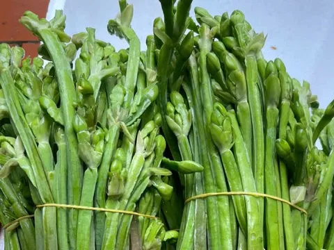 Loại rau từng mọc bạt ngàn không ai hái nay thành đặc sản 120.000 đồng/kg: Nhà giàu săn lùng, muốn mua phải đặt trước