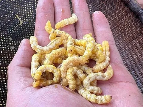 Đặc sản khiến nhiều người rùng mình nhưng 'đại bổ', giới sành ăn tranh nhau mua dù giá hơn 3 triệu đồng/kg