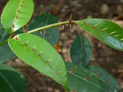 Cây dại khó nhớ tên ở Việt Nam sang nước ngoài lại là 'mỏ vàng': Chỉ hái lá non cũng kiếm được tiền