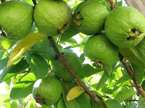 'Siêu quả' của Việt Nam: Ngon-bổ-rẻ, chỉ 10.000 đồng/kg, từ nông thôn đến thành thị đều có