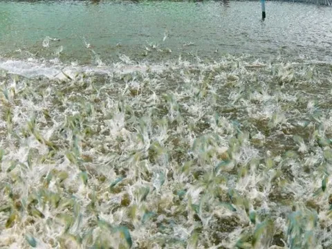 120 ngày kỳ tích xuất hiện tại Cuba khi thu hoạch loài vật tỷ USD mang từ Việt Nam tới