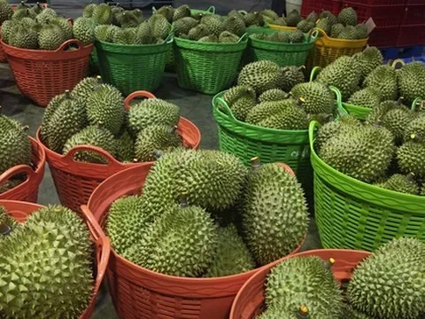 Sầu riêng trái vụ tiếp tục rớt giá, nông dân lo lắng