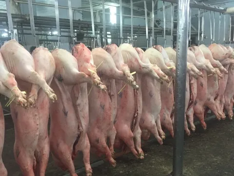 Giá heo hơi hôm nay, 15-12: Heo từ hộ chăn nuôi nhỏ lẻ có giá cao hơn công ty