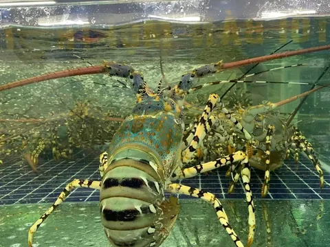 Nguồn cung sụt giảm, tôm hùm bông đắt đỏ chưa từng thấy tại thị trường TP.HCM leo sát 3 triệu đồng/kg