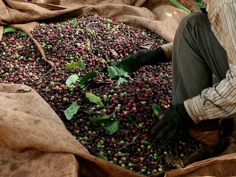 Quốc gia nào đã chi hơn 1 tỷ USD để nhập một loại hạt của Việt Nam?