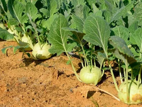 Loại rau chỉ mùa đông mới có, được chuyên gia ví như 'thần dược': Giúp tốt tim mạch, tiêu hóa, miễn dịch, người Việt mua ăn mỗi ngày mà ít ai để ý