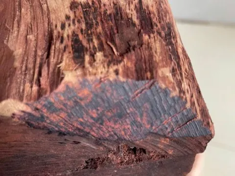 Cây gỗ tại Việt Nam được thương lái Trung Quốc mua giá cao bất thường, một địa phương phải ra cảnh báo