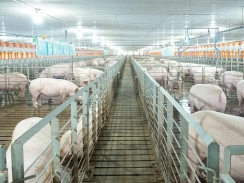 Giá heo bật tăng 36% lên 65.000 đồng/kg do cung suy giảm, “đại gia” chăn nuôi công nghệ cao hưởng lợi