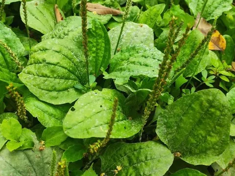 Loại cây mọc đầy ven đường ở Việt Nam được Trung Quốc gọi là 'cỏ tài lộc', giá bán tới 150.000 đồng/kg