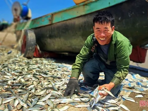 Loại cá bán đầy chợ Việt giàu omega 3 hơn cá hồi nhưng bị chê xấu mã nên ít ai mua