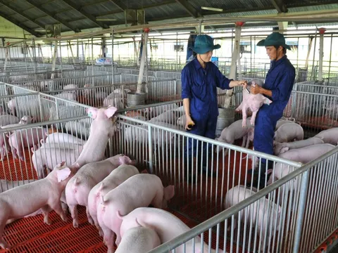 Giá heo hơi hôm nay, 16-12: Bật tăng dữ dội