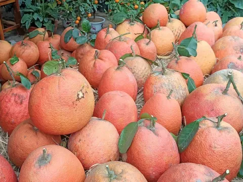 Giá bưởi đỏ tiến vua leo thang, xuất hiện phân khúc 'siêu giàu' chơi bưởi hữu cơ giá 2 triệu đồng/quả dịp Tết