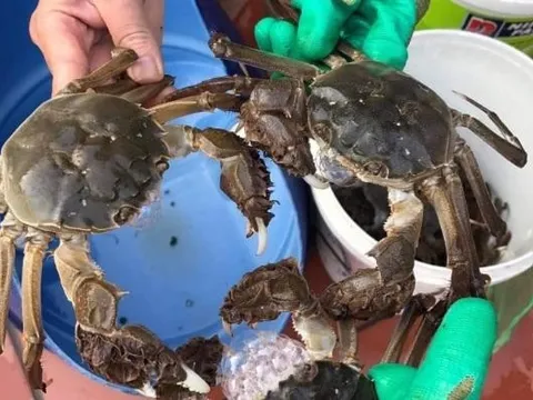 Cua lông Trung Quốc rớt giá mạnh: Từ đặc sản triệu đồng xuống vài trăm nghìn/kg, bán lẻ theo con tràn chợ Việt