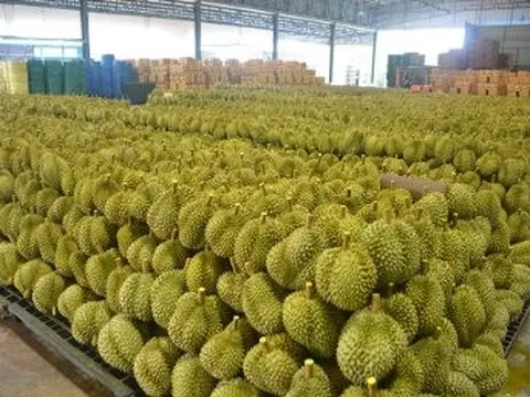 Không phải Thái Lan hay Việt Nam, một quốc gia Đông Nam Á đón tin buồn với sầu riêng: Xuất khẩu giảm 7 lần do thời tiết, thị phần tại Trung Quốc dưới 1%