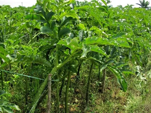 Từ rau dại ven bờ mương, gắn với bữa cơm nghèo, loại cây này nay 'lên đời' thành đặc sản lạ trên mâm cơm Việt