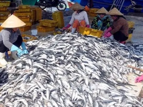 Kiếm tỷ USD từ xuất khẩu, 'mỏ vàng dưới nước' của Việt Nam bán giá bao nhiêu tại chợ, siêu thị?