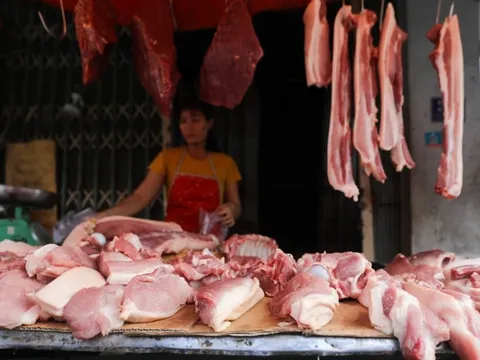 Giá heo hơi lập đỉnh mới 71.000 đồng/kg tại miền Bắc