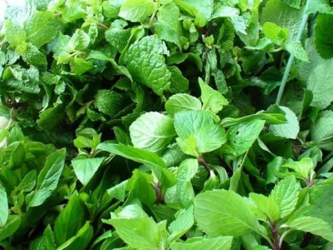 Từ ruộng ra chợ không kịp nghỉ, loại rau 'xước da là thơm' ở Hà Tĩnh đắt hàng quanh năm, cắt đến đâu bán hết đến đó