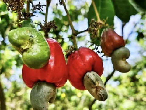 Không phải gạo hay cà phê, Trung Quốc mạnh tay chi hơn 1 tỷ USD săn lùng một loại hạt của Việt Nam