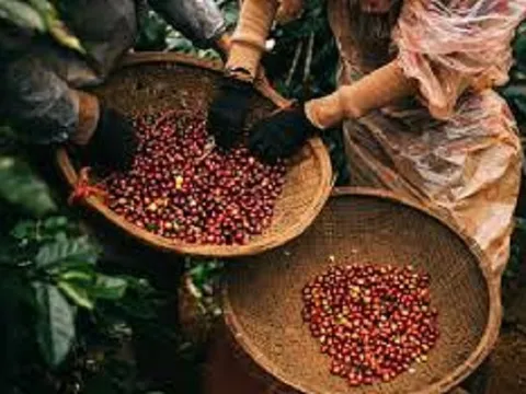 Việt Nam sở hữu một loại vàng đen được Đức 'mê như điếu đổ', chi tiền khủng để săn lùng