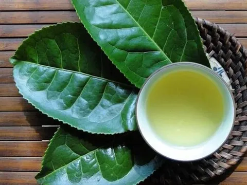 Loại nước được ví như "thần dược" cho sức khỏe và sắc đẹp, ở quê mọc um tùm trên đồi