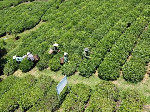 Thông tin mới nhất về vụ gần 500 container chè bị mắc kẹt ở Pakistan