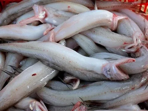 Phát hiện cá cháo ướp formol tại chợ Hà Tĩnh, 5/7 mẫu không đảm bảo an toàn