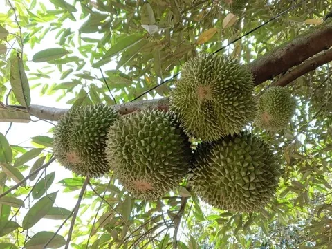 Loại quả đắt đỏ bậc nhất thế giới được trồng thành công tại Việt Nam, giá tới 600.000 đồng/kg