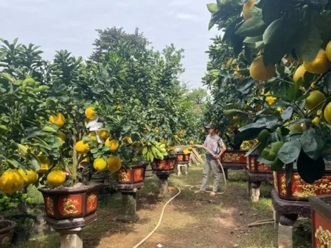 Bưởi Diễn đổ bộ TPHCM sớm, giá cao nhất hơn trăm triệu đồng/cặp