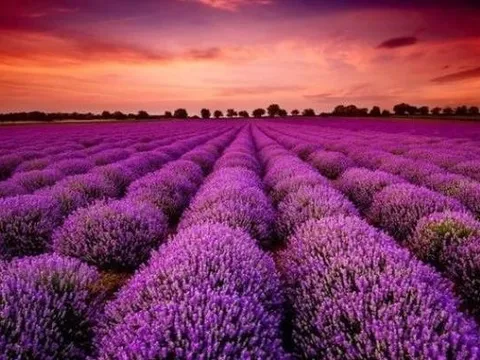 Doanh nghiệp BĐS đầu tiên công bố lợi nhuận 2025 tăng hơn 100%, cổ phiếu lập tức "tím lịm"