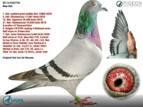 Lý do khiến giới siêu giàu sẵn sàng chi 35 tỷ đồng cho một chú chim bồ câu không dùng để đua