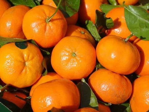 Sự thật về nguồn gốc và giá cả của loại cam đang phủ sóng khắp các chợ truyền thống