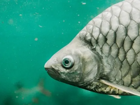 Từ loài cá đầy xương dăm, Trung Quốc tạo đột phá với cá diếc 'không xương'