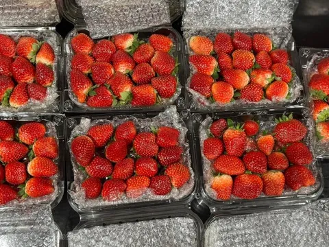 Đặc sản Mộc Châu đầu mùa 'lên kệ' Hà Nội, giá cao ngất ngưởng hơn 400.000 đồng/kg